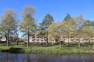 Hoogezand