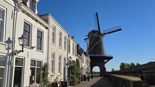 Koningsblauw te Wijk bij duurstede.