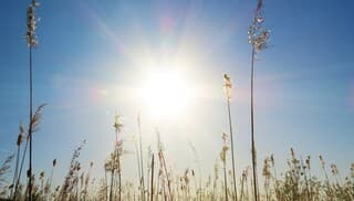 de laagstaande zon door het riet