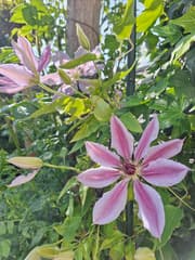 Clematis 