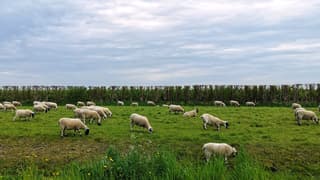 Kort geschoren met bewolking 