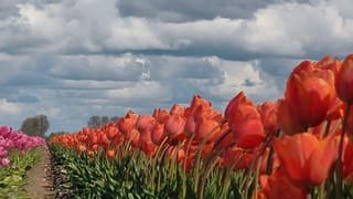 Bewolking neemt toe 