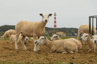 Landelijk