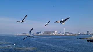 Meevliegende meeuwen met de boot naar Texel 