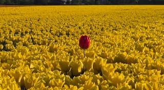 Met kop en schouders boven de rest uitsteken.
