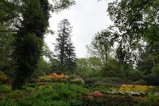Rhododendronvallei in Amstelpark voor de grote regenbuien