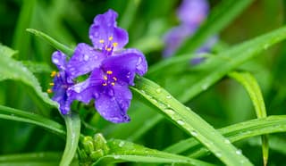 De eendagsbloem profiteert van de regen