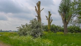 Bloesem, wolken en een beetje regen