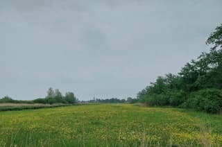 Boterbloemen 