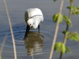 Fouragerende lepelaar 