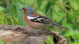 vink in het groen verscholen