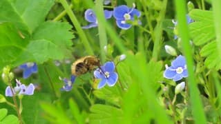 gewone wolzwever vindt eten in de ereprijs bloem
