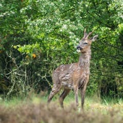 Ree geniet van de bloesem en de groene bladeren