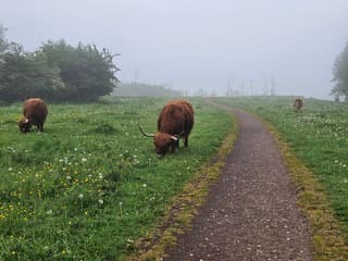 Koeien in de mist