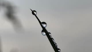 dauwdruppels