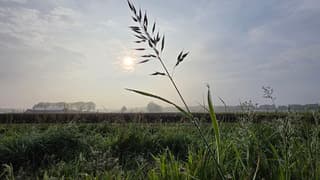 ochtend