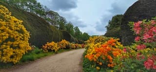 De Azaleas hebben wel te lijden gehad van de regen en onweer 