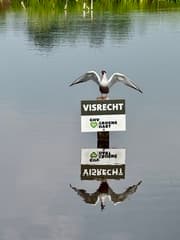 Visweer