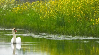 Zwaan tussen groen en raapzaad