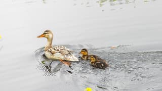 Eend met kuikens in rustig water