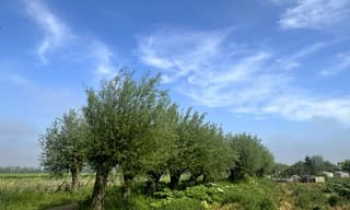 Sluierwolken.