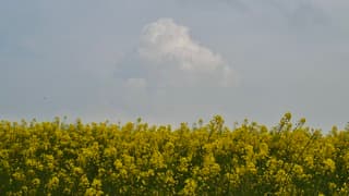 Stapelwolk