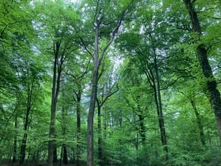 Mooi groen in het bos 