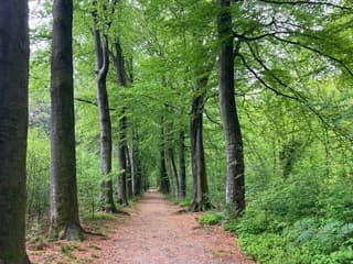 Groene blaadjes 