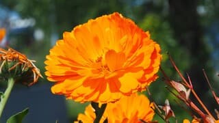 ORANJE BOVEN - GOUDSBLOEM