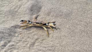 krab in verdedigings houding