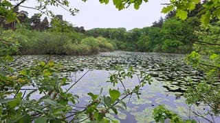 Groen 2