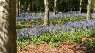 Lente