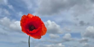Rood wit blauw 