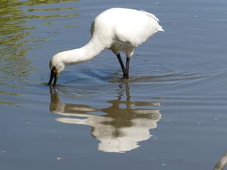 Spiegelingen