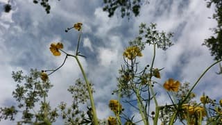 Sluierbewolking 