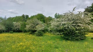 Dankzij de buien staat de natuur er stukken beter bij 