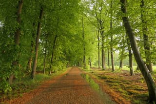 Fris groen