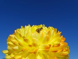Slakje in de dahlia bij een blauwelucht 