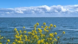 Lente