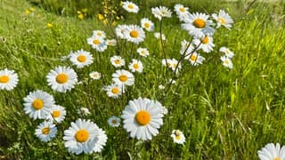 Lente