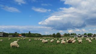 Hollandse wolkenluchten boven schaapskudde