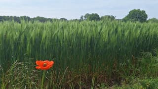 korenveld en 1 klaproos onder wolkendek