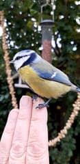 Jonge pimpelmezen in de tuin