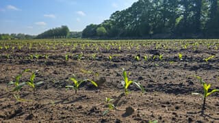 Plantjes groeien snel