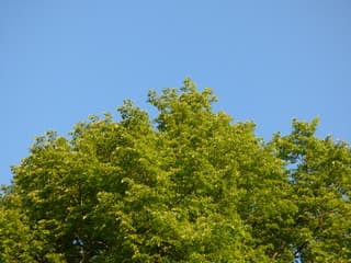 Een groene en blauwe start van de dag. Lente!