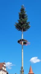 Knalblauw meiboom 