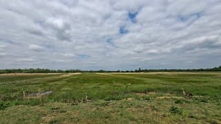 Wit wolkendek boven grauwe ganzen familie met jongen