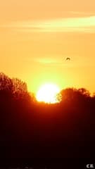 zonsopkomst