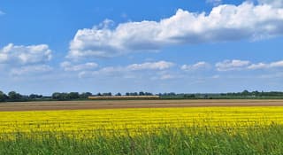 zon wat wolken en koolzaadbloemen