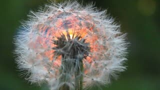 de zon die door bomen scheen door paardenbloem
